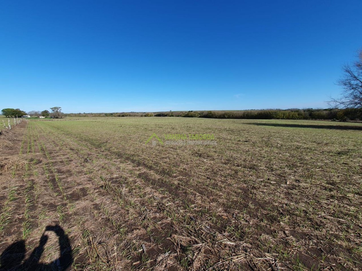 VENTA DE CAMPO EN MOLINO DOLL