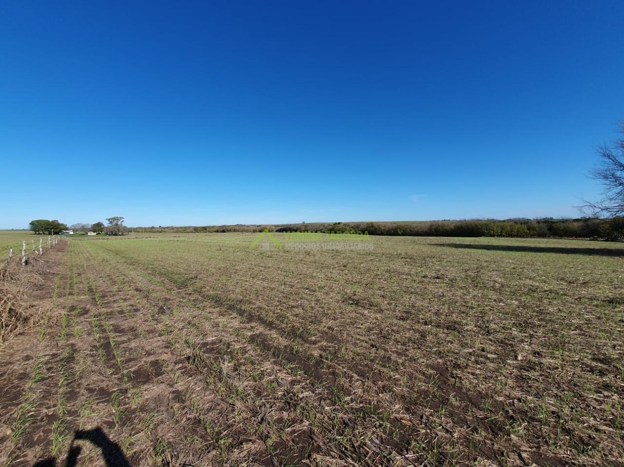 VENTA DE CAMPO EN MOLINO DOLL
