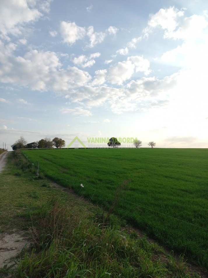 VENTA DE CAMPO EN MOLINO DOLL