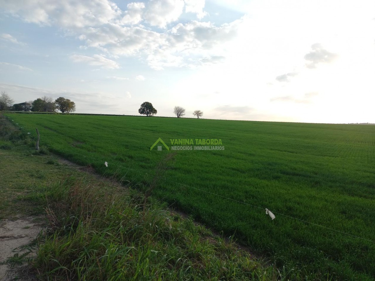 VENTA DE CAMPO EN MOLINO DOLL